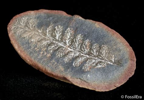 fern fossils for sale
